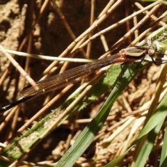 Nososticta solida at Greenway, ACT - 3 Dec 2018