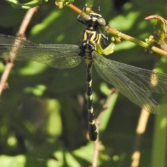 Hemigomphus heteroclytus (Stout Vicetail) at Bullen Range - 2 Dec 2018 by JohnBundock