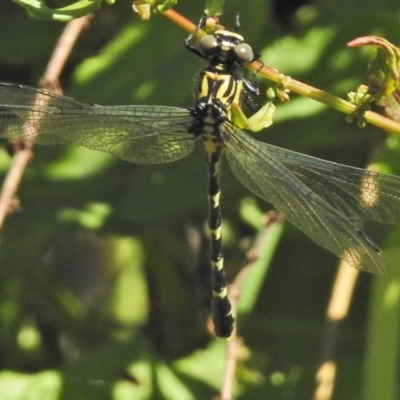 Hemigomphus heteroclytus (Stout Vicetail) at Tuggeranong DC, ACT - 3 Dec 2018 by JohnBundock