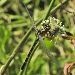 Hemigomphus heteroclytus at Tuggeranong DC, ACT - 3 Dec 2018