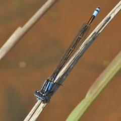 Ischnura heterosticta (Common Bluetail Damselfly) at Greenway, ACT - 3 Dec 2018 by JohnBundock