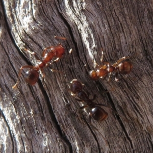 Papyrius nitidus at Hughes, ACT - suppressed