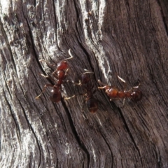 Papyrius nitidus at Hughes, ACT - suppressed