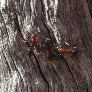 Papyrius nitidus at Hughes, ACT - suppressed