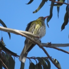 Oriolus sagittatus (Olive-backed Oriole) at Red Hill to Yarralumla Creek - 3 Dec 2018 by RobParnell