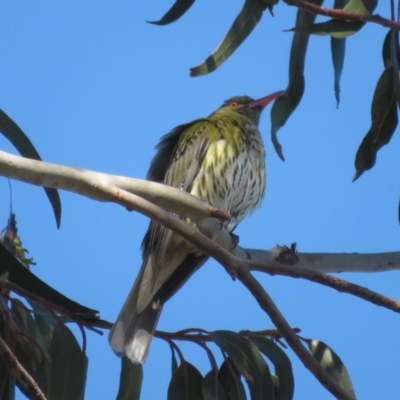 Oriolus sagittatus (Olive-backed Oriole) at Garran, ACT - 3 Dec 2018 by RobParnell