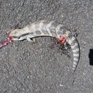 Tiliqua scincoides scincoides at Narrabundah, ACT - 3 Dec 2018 11:18 AM