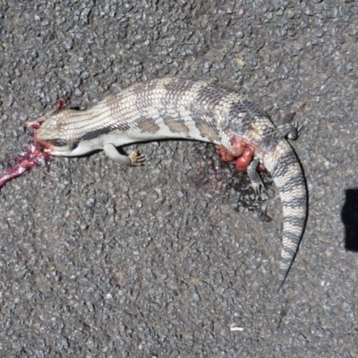 Tiliqua scincoides scincoides (Eastern Blue-tongue) at Narrabundah, ACT - 3 Dec 2018 by RobParnell