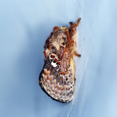 Pseudanapaea (genus) (A cup moth) at O'Connor, ACT - 1 Dec 2018 by ibaird