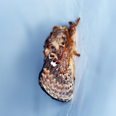 Pseudanapaea (genus) (A cup moth) at O'Connor, ACT - 2 Dec 2018 by ibaird