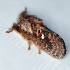 Pseudanapaea (genus) at O'Connor, ACT - 2 Dec 2018 04:38 AM