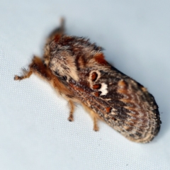 Pseudanapaea (genus) at O'Connor, ACT - 2 Dec 2018