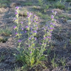 Echium vulgare (Vipers Bugloss) at Tharwa, ACT - 1 Dec 2018 by MichaelBedingfield