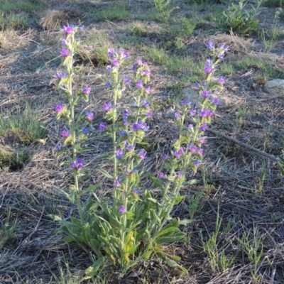 Echium vulgare (Vipers Bugloss) at Gigerline Nature Reserve - 1 Dec 2018 by michaelb