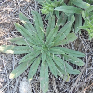 Echium vulgare at Tharwa, ACT - 1 Dec 2018 06:53 PM