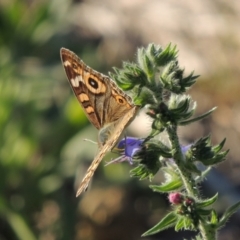 Junonia villida (Meadow Argus) at Gigerline Nature Reserve - 1 Dec 2018 by michaelb