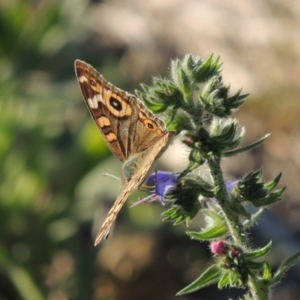 Junonia villida at Tennent, ACT - 1 Dec 2018 07:25 PM