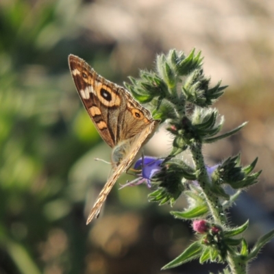 Junonia villida (Meadow Argus) at Tennent, ACT - 1 Dec 2018 by MichaelBedingfield
