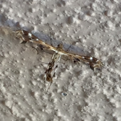 Sphenarches anisodactylus (Geranium Plume Moth) at Mirador, NSW - 3 Dec 2018 by hynesker1234