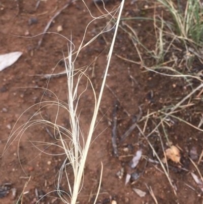 Austrostipa scabra (Corkscrew Grass, Slender Speargrass) at Griffith Woodland - 21 Nov 2018 by AlexKirk