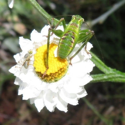 Chlorodectes montanus (Montane green shield back katydid) at Acton, ACT - 1 Dec 2018 by RobParnell