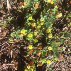 Trifolium campestre (Hop Clover) at Griffith Woodland - 7 Nov 2018 by AlexKirk