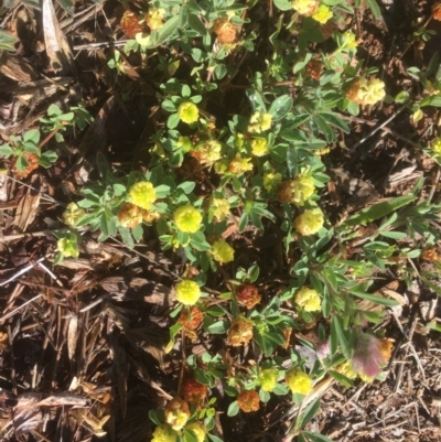 Trifolium campestre (Hop Clover) at Griffith, ACT - 7 Nov 2018 by AlexKirk