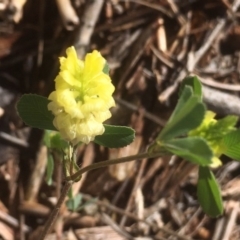 Trifolium campestre at Griffith, ACT - 8 Nov 2018