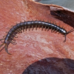 Cormocephalus sp.(genus) (Scolopendrid Centipede) at Paddys River, ACT - 2 Dec 2018 by RodDeb