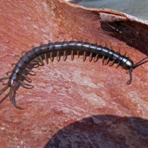 Cormocephalus sp.(genus) at Paddys River, ACT - 3 Dec 2018