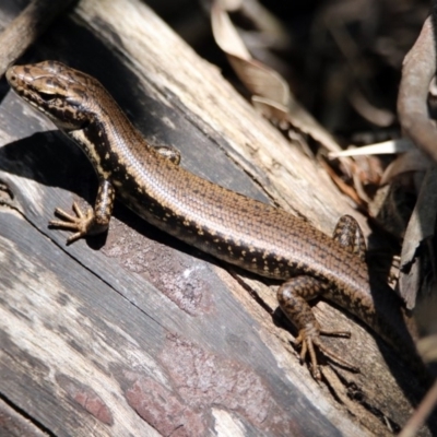 Eulamprus heatwolei (Yellow-bellied Water Skink) at Paddys River, ACT - 3 Dec 2018 by RodDeb