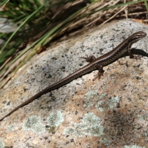 Eulamprus heatwolei at Paddys River, ACT - 3 Dec 2018