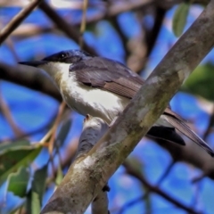 Myiagra inquieta (Restless Flycatcher) at Paddys River, ACT - 3 Dec 2018 by RodDeb