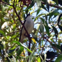 Myiagra inquieta at Paddys River, ACT - 3 Dec 2018