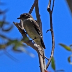 Pachycephala pectoralis (Golden Whistler) at Tidbinbilla Nature Reserve - 3 Dec 2018 by RodDeb