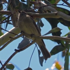 Pachycephala pectoralis at Paddys River, ACT - 3 Dec 2018