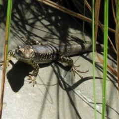 Eulamprus heatwolei (Yellow-bellied Water Skink) at Tidbinbilla Nature Reserve - 3 Dec 2018 by RodDeb