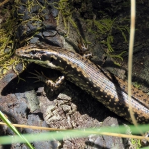 Eulamprus heatwolei at Paddys River, ACT - 3 Dec 2018