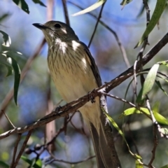 Pachycephala rufiventris (Rufous Whistler) at Paddys River, ACT - 3 Dec 2018 by RodDeb