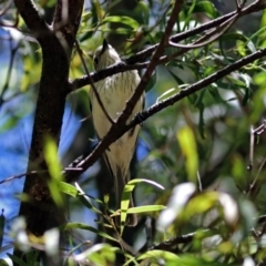 Pachycephala rufiventris at Paddys River, ACT - 3 Dec 2018