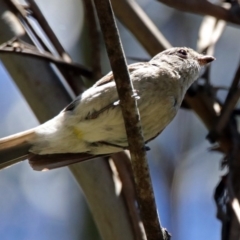 Pachycephala rufiventris at Paddys River, ACT - 3 Dec 2018 12:10 PM