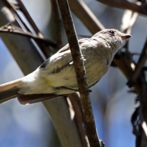 Pachycephala rufiventris at Paddys River, ACT - 3 Dec 2018