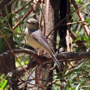 Pachycephala rufiventris at Paddys River, ACT - 3 Dec 2018