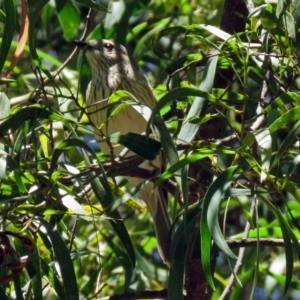 Pachycephala rufiventris at Paddys River, ACT - 3 Dec 2018