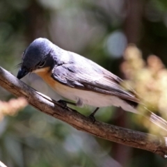 Myiagra rubecula (Leaden Flycatcher) at Paddys River, ACT - 3 Dec 2018 by RodDeb