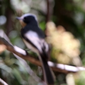 Myiagra rubecula at Paddys River, ACT - 3 Dec 2018 12:14 PM