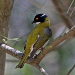 Melithreptus lunatus (White-naped Honeyeater) at Paddys River, ACT - 3 Dec 2018 by RodDeb