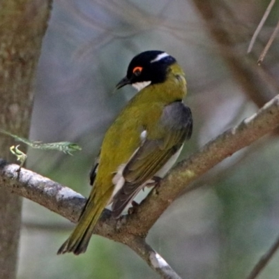 Melithreptus lunatus (White-naped Honeyeater) at Paddys River, ACT - 3 Dec 2018 by RodDeb