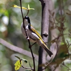 Melithreptus lunatus at Paddys River, ACT - 3 Dec 2018