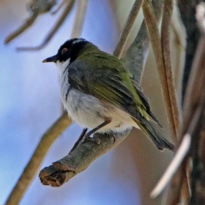 Melithreptus lunatus at Paddys River, ACT - 3 Dec 2018